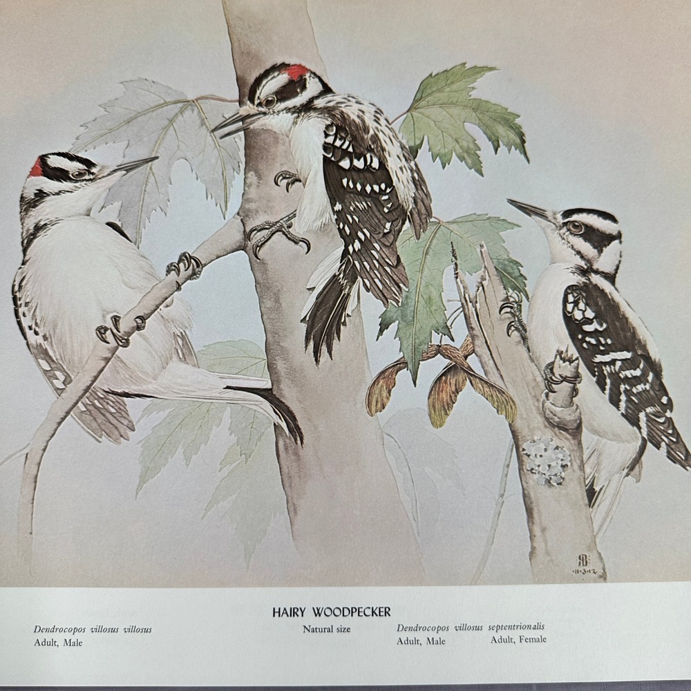 1968 Rex Brasher Hairy Woodpecker Bird Vtg Original Book Plate Wall Art Decor